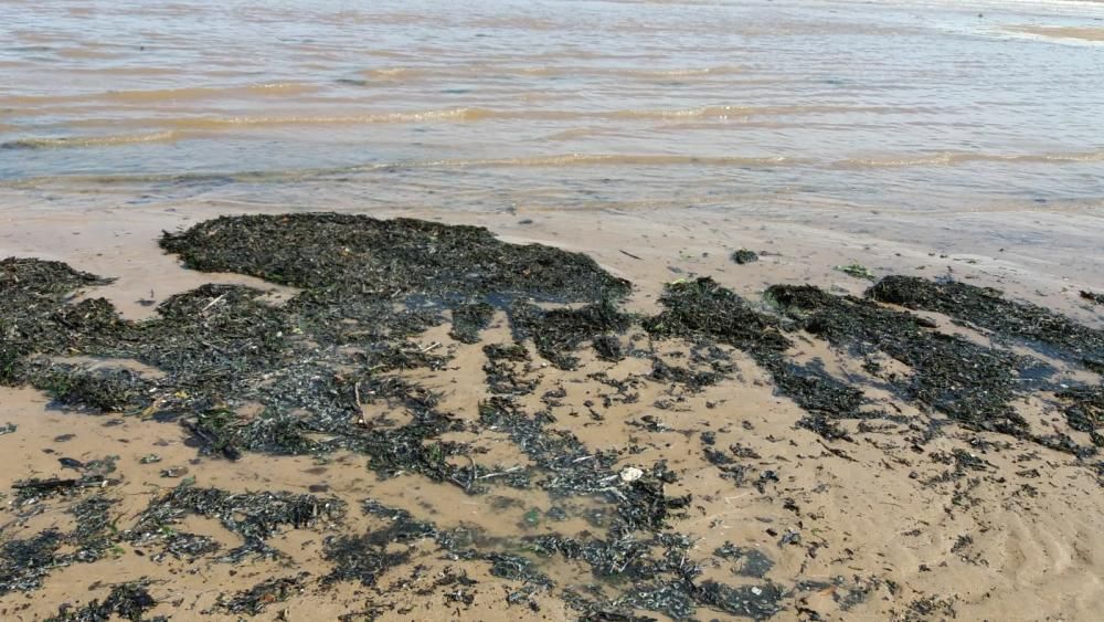 Una mancha marrón obliga a cerrar de nuevo la playa de San Lorenzo