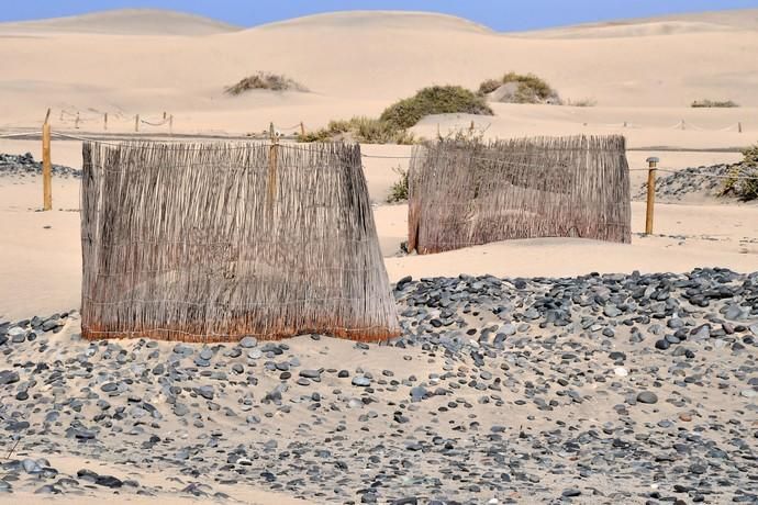 13/05/2019 MASPALOMAS. SAN BARTOLOME DE TIRAJANA. El presiddente del Cabildo de Gran Canria, Antonio Morales, y el consejero de Medio Ambiente y Emergencias, Miguel Ángel Rodríguez, informan del inicio de la segunda fase del proyecto para la recuperación de las dunas de Maspalomas, Masdunas, pionero en el mundo por sus carcterísticas .    Fotógrafa: YAIZA SOCORRO.  | 13/05/2019 | Fotógrafo: Yaiza Socorro