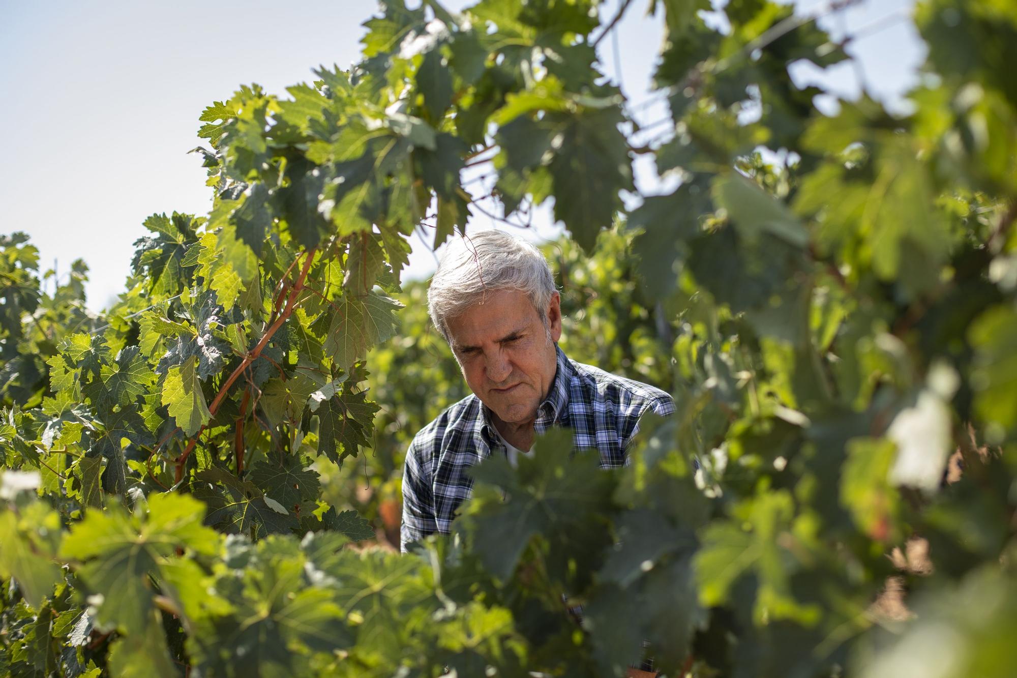 José Moro en el viñedo de Cepa 21.