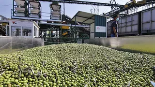 La cosecha de aceite de oliva remonta tras dos años de sequía y hace augurar por fin una moderación de los precios