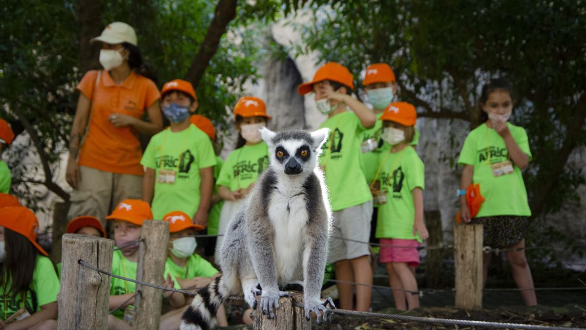 BIOPARC Valencia abre las inscripciones de la escuela de vacaciones “Expedición África”