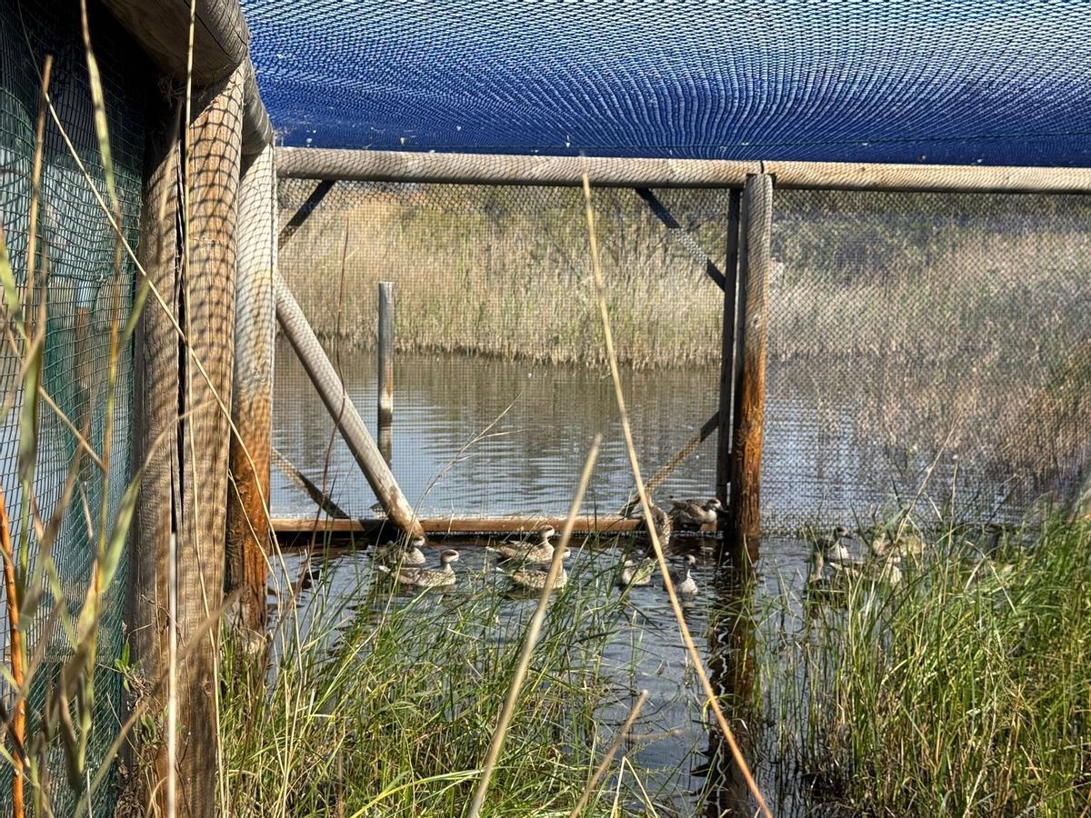 Ejemplares de cerceta pardilla.