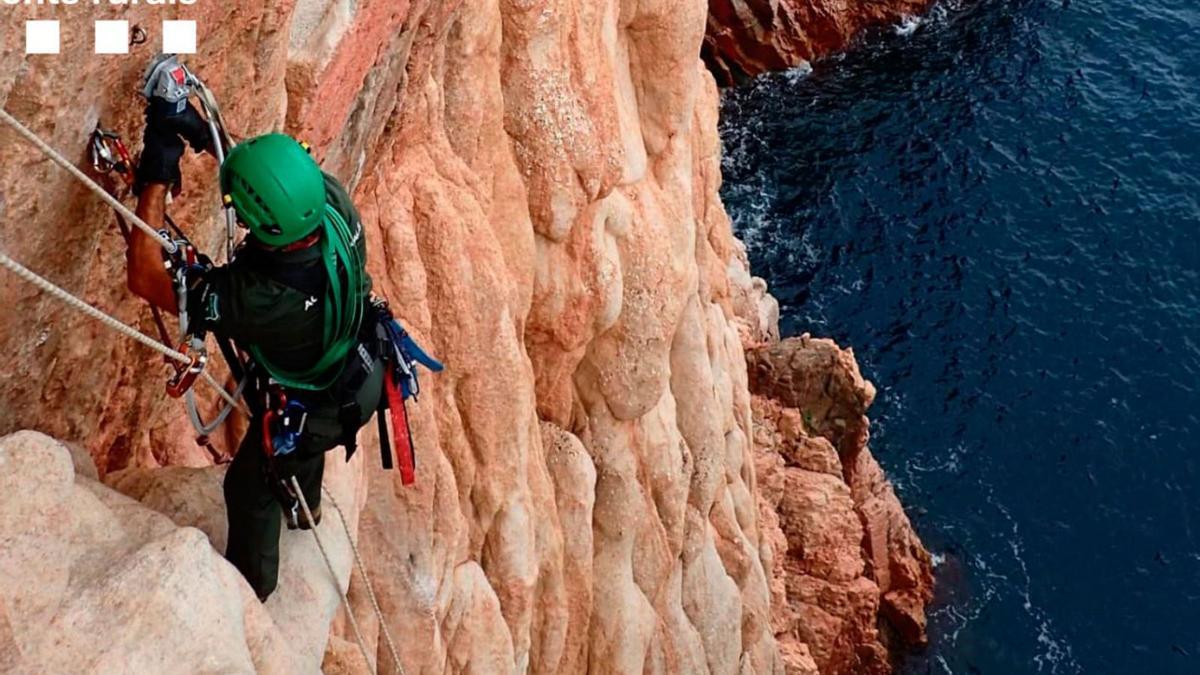 Un agent rural desmuntant una de les vies d’escalada on hi ha aus protegides. | AGENTS RURALS