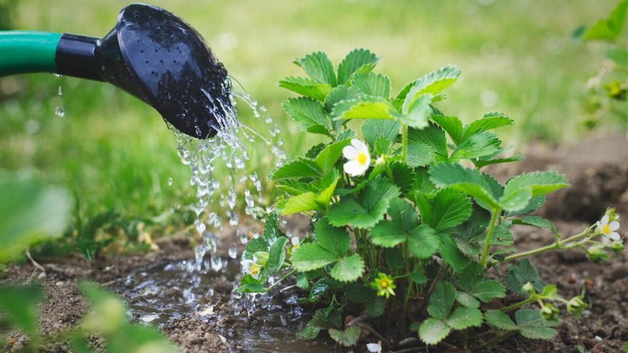 Benalmádena prohíbe el riego de jardines, zonas verdes y huertos ante la ausencia de lluvias