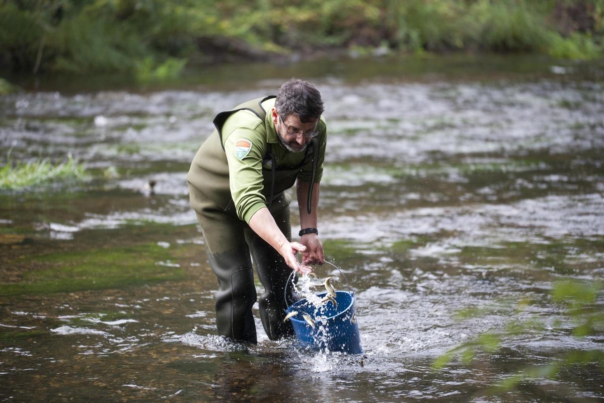 Suelta de juveniles de salmón en un río gallego