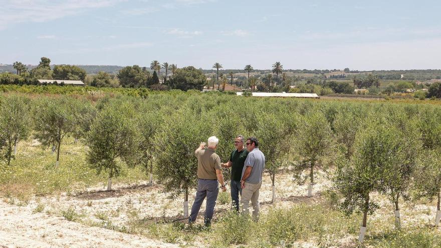 Campos experimentales de olivos