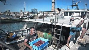 Unos pescadores descargan el género en el Moll dels Pescadors.