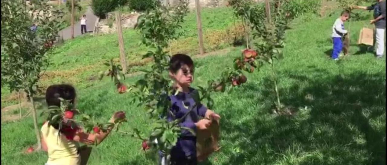 Niños de Tudela Veguín recogen manzanas de árboles que ellos mismos plantaron