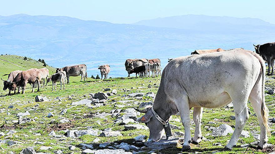 Territori de pastures i ramaders