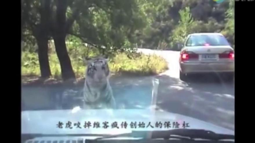 Un tigre arranca el parachoques de un coche en China