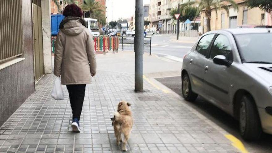 El censo de ADN de perros de Nules supera las 1.000 fichas