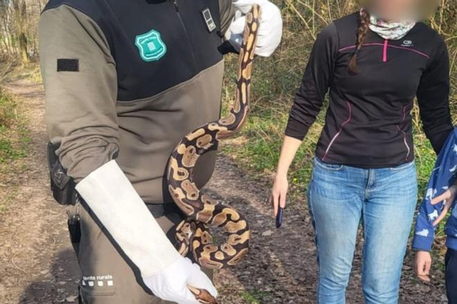 Los Agentes Rurales capturan una serpiente pitón en Manlleu