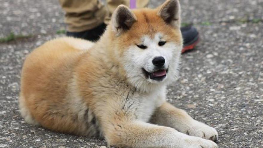 Un gos de la raça &#039;akita inu&#039;