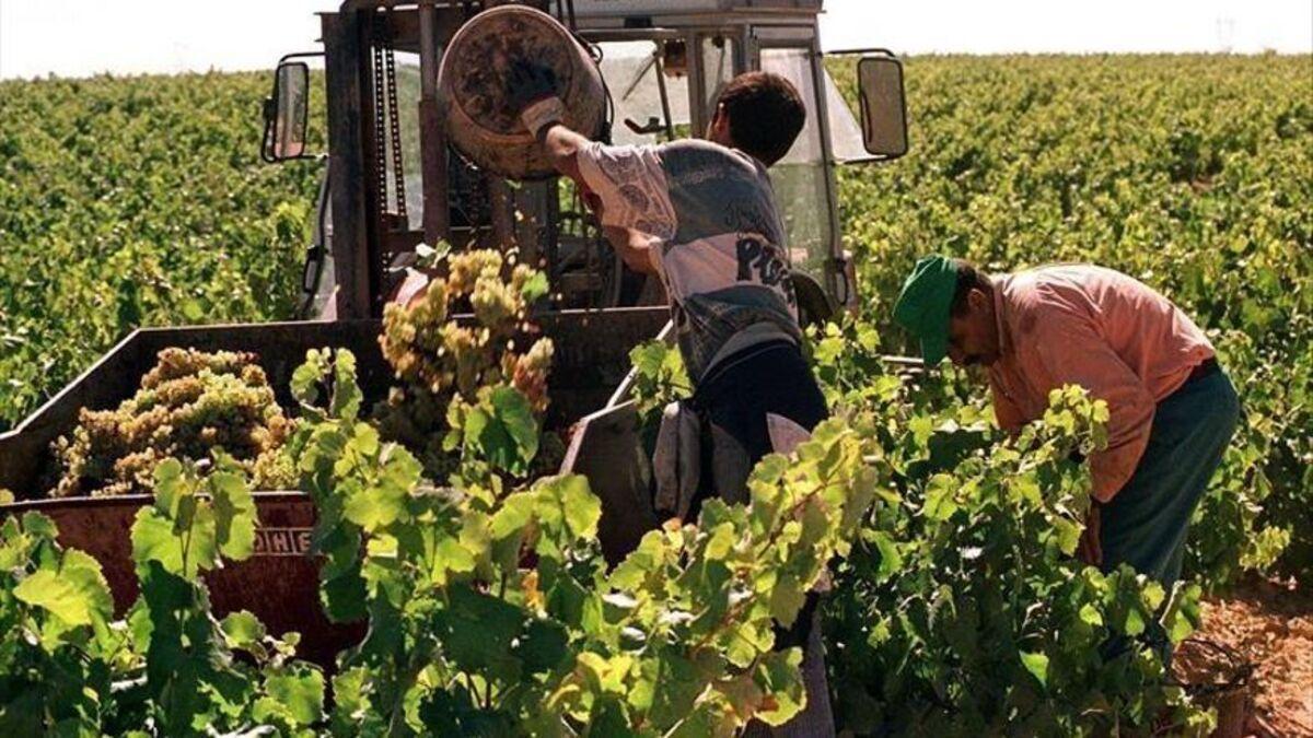 Temporeros recogiendo uvas de cava en Almendralejo.