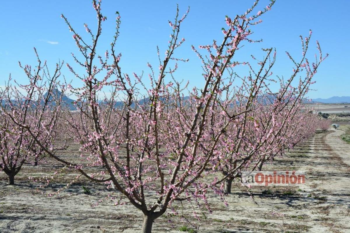 Comienza la Floración de Cieza