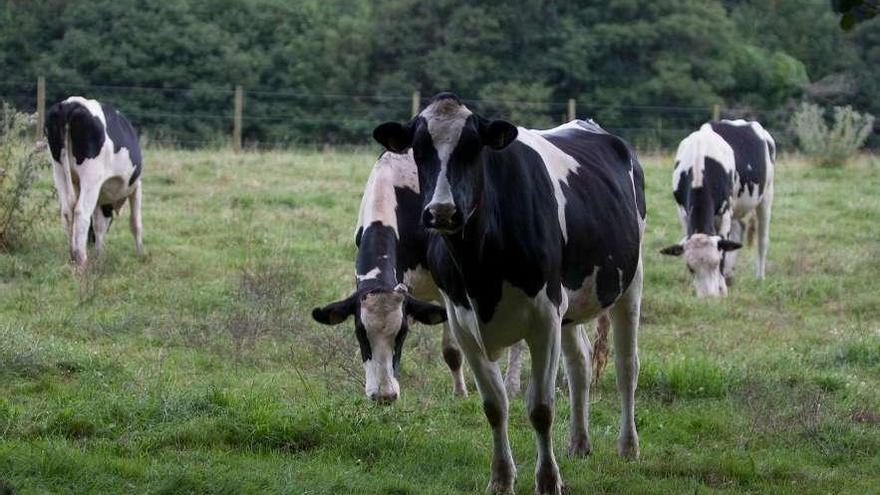 Vacas de una explotación láctea gallega pastan en una finca.