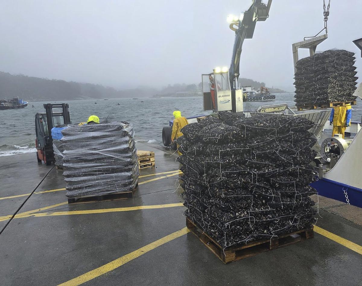 Descargas de mejillón en Porto Meloxo (O Grove). | M. MÉNDEZ