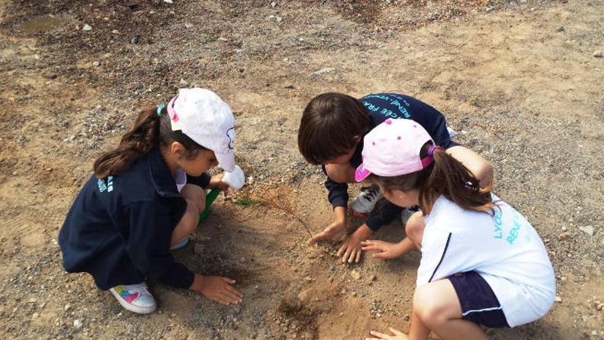 Tres escolares plantan el esqueje de una especie endémica.