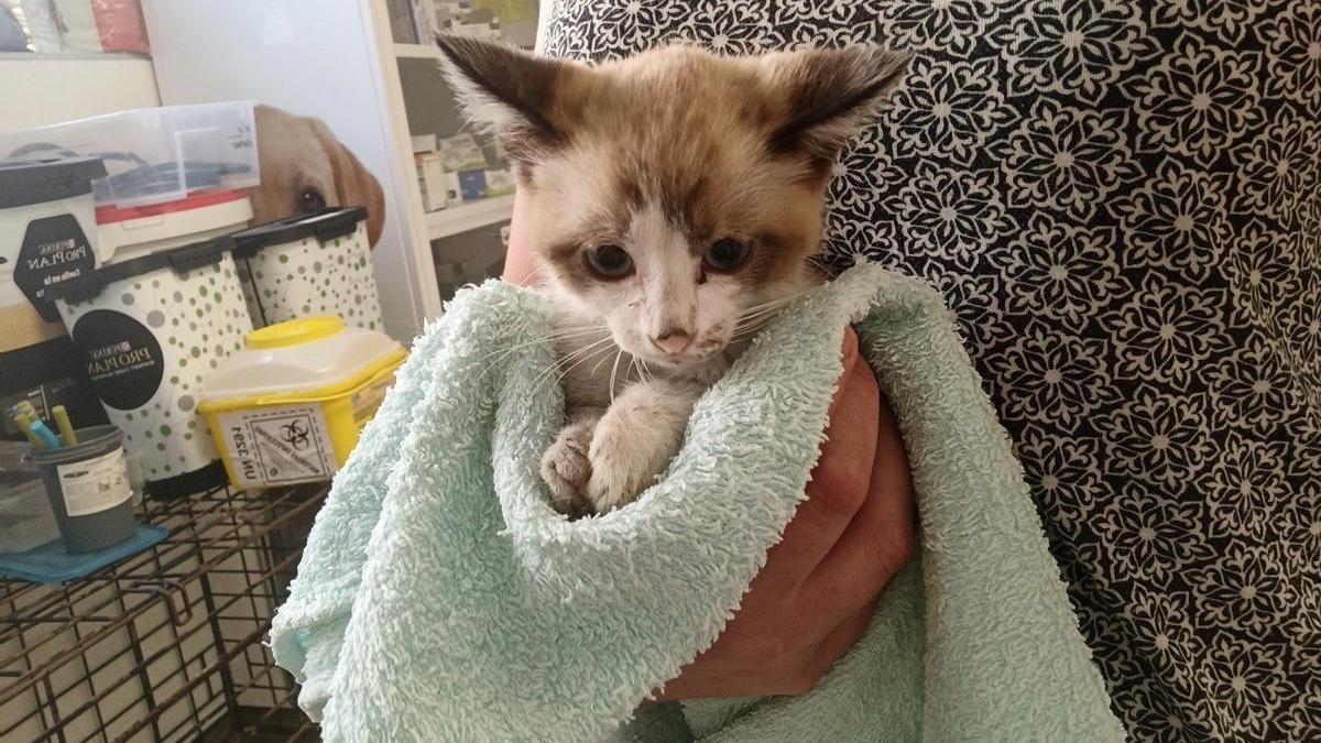 Uno de los últimos gatos acogidos por la protectora.