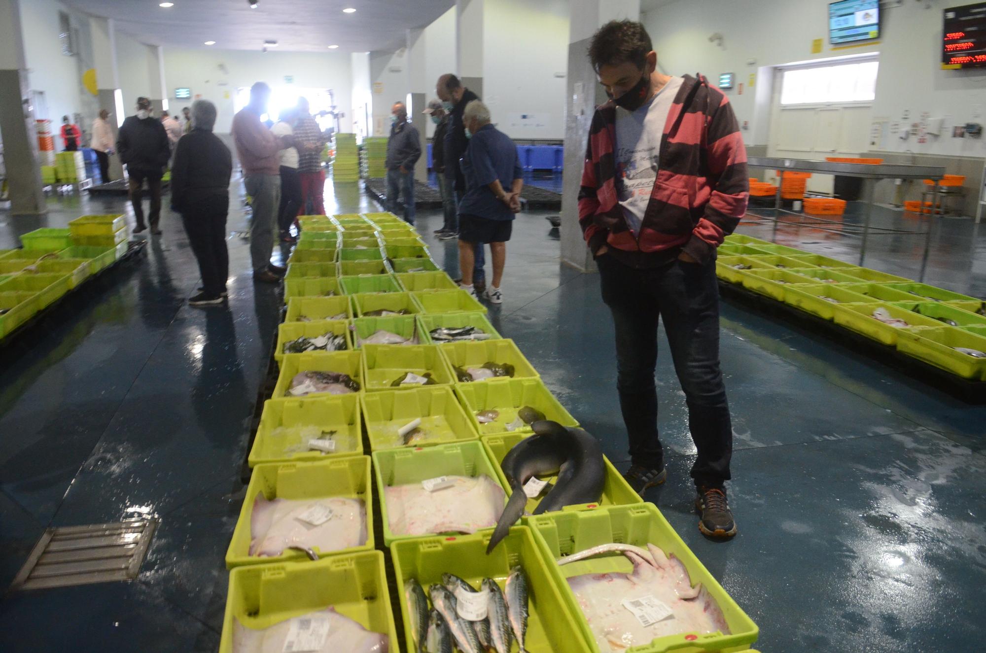 Subasta de pescado en la lonja de O Grove.