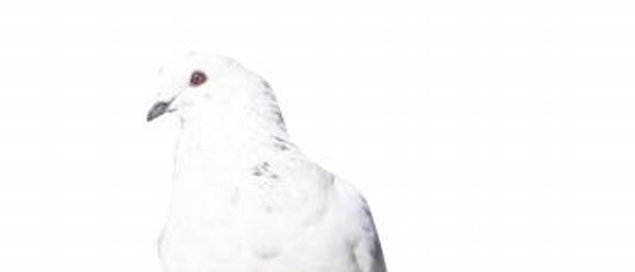 El censo de palomas cae un  31% por el uso de piensos esterilizantes y la covid