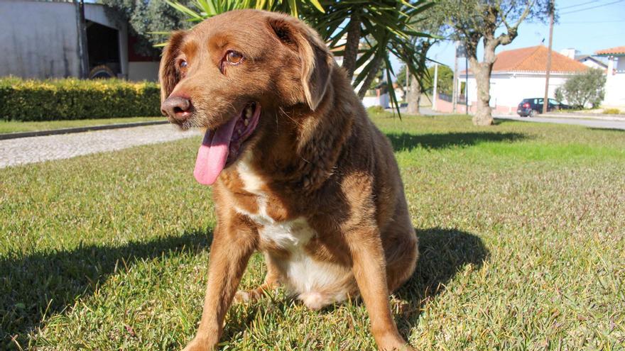 Mor als 31 anys Bobi, el gos que ha viscut més temps