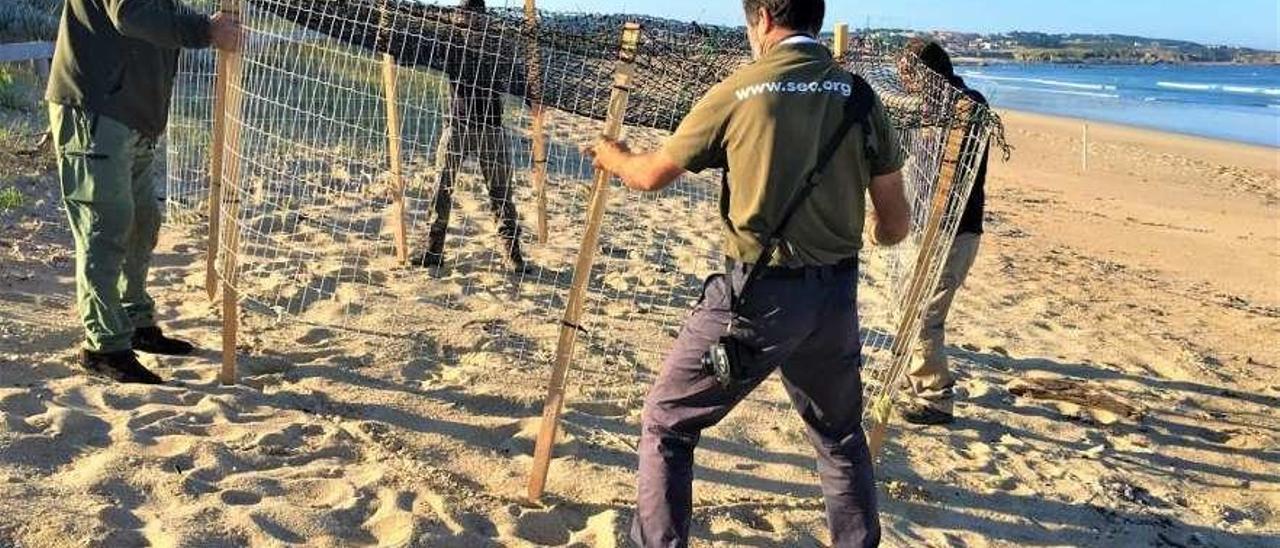 Instalación de un jaulón de protección en un nido de chorlitejo en la playa de A Lanzada, a cargo de SEO-Pontevedra. En el recuadro, dos ejemplares de esta especie. // SEO / PIO