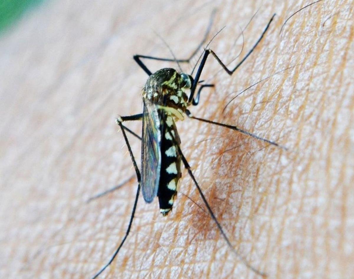 Catalunya es prepara per a una eclosió d’insectes i plagues Catalunya es prepara per a una eclosió d’insectes i plagues