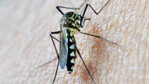 Catalunya es prepara per a una eclosió d’insectes i plagues