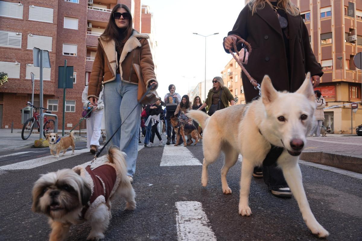 Las mejores imágenes de Sant Antoni en Castelló