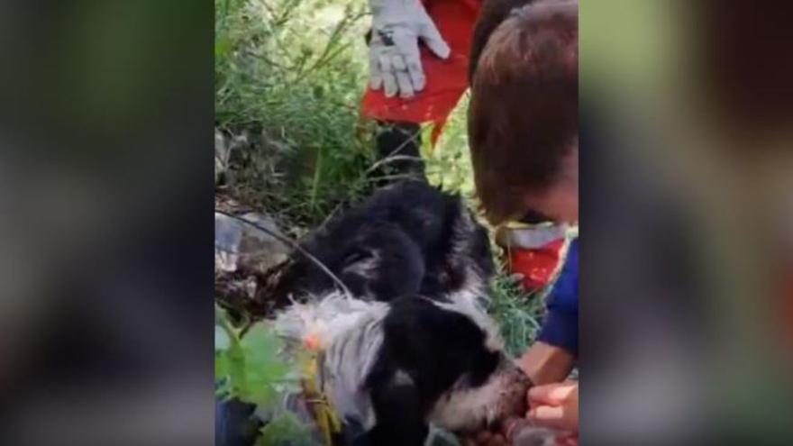 Así ha sido el angustioso rescate de un perro tras caer 10 metros en una zona de monte