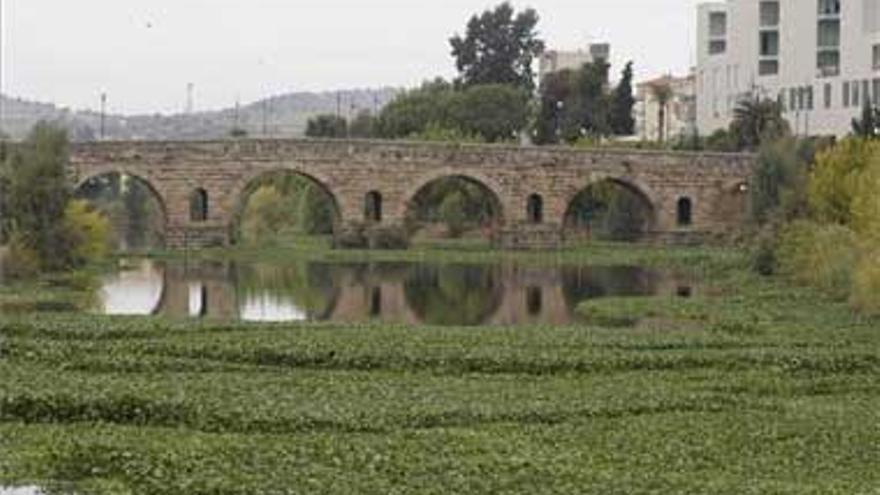 El camalote invade 145 kilómetros del Guadiana a su paso por Extremadura