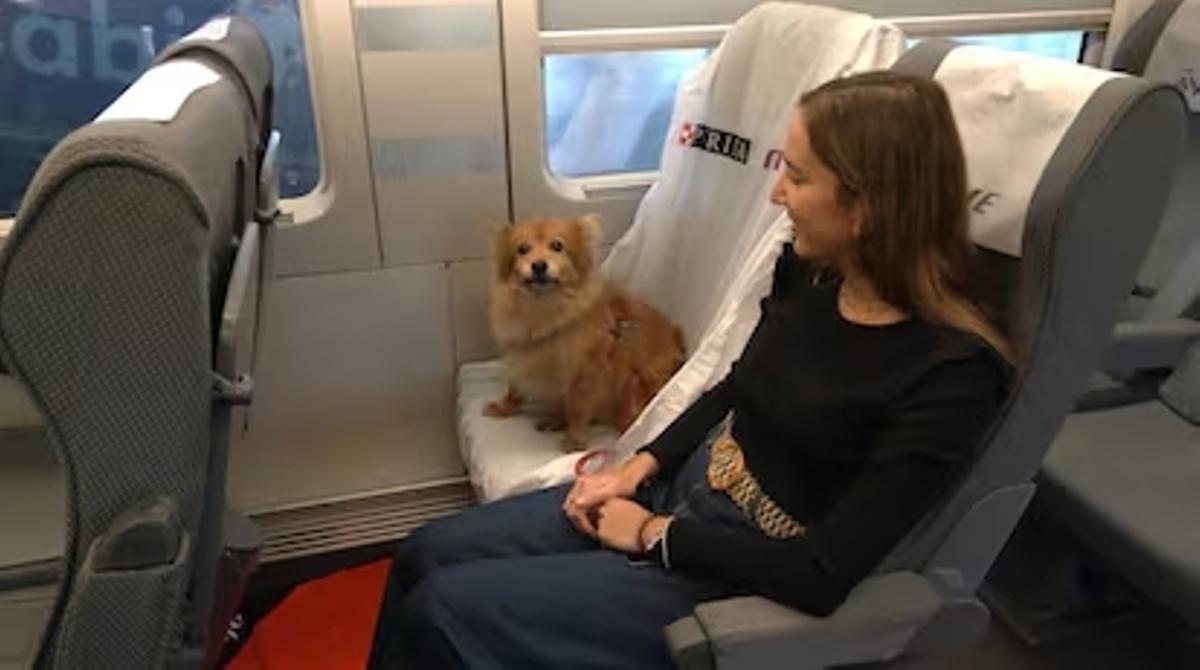 Un perro ocupa el asiento de un tren de Renfe junto a su dueña.
