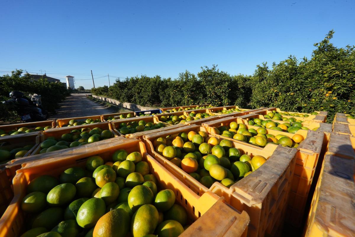 Un huerto de cítricos de Castellón, en una imagen de archivo.