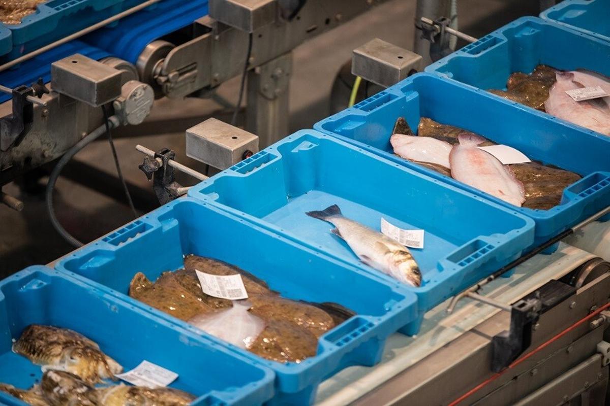 Cajas de pescado en la lonja de pescadores de La Ràpita