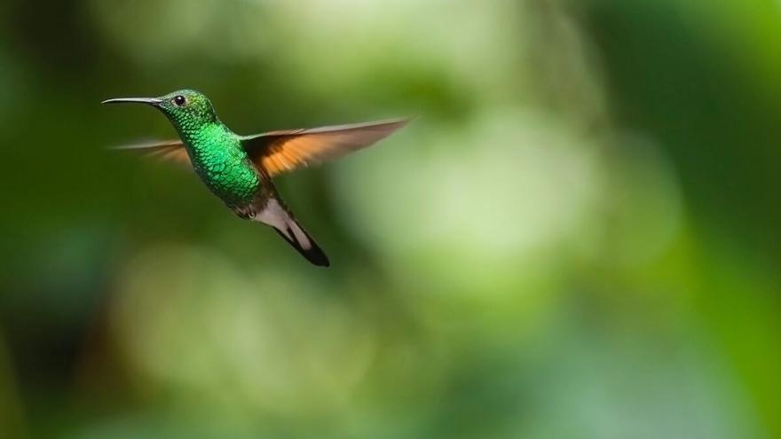 Zumbido de colibrí