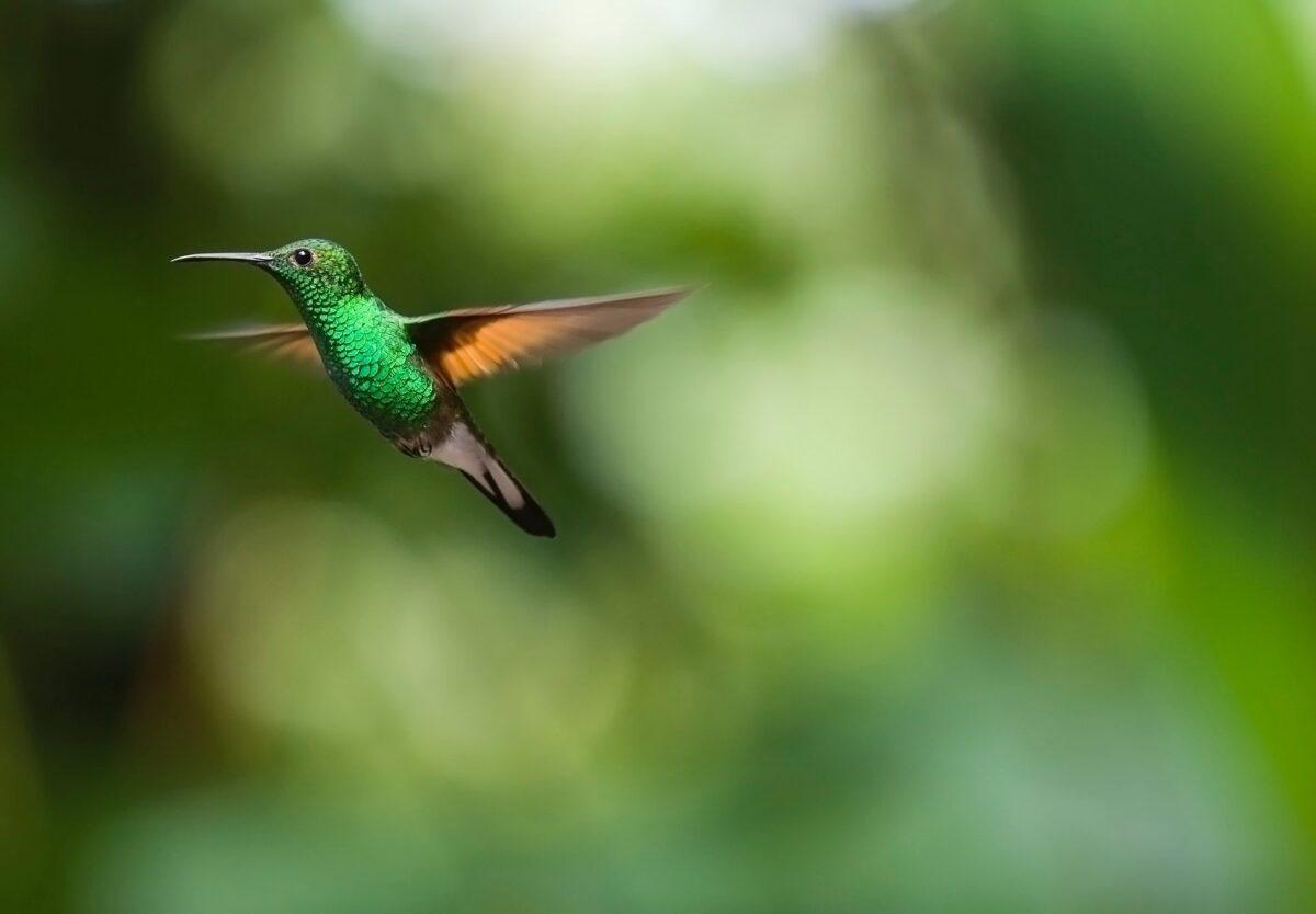 Los colibríes también usan el olfato para detectar enemigos