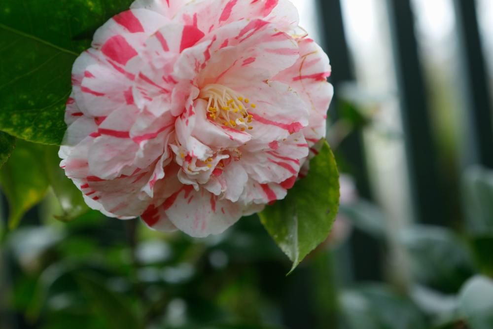 Camelias en el Botánico