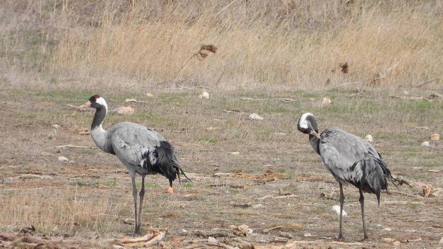 La gripe aviar llega a Aragón: cinco grullas infectadas en la laguna de Gallocanta
