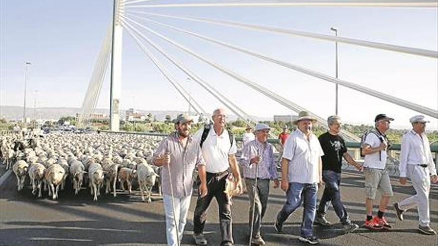 Ovejas en la ciudad