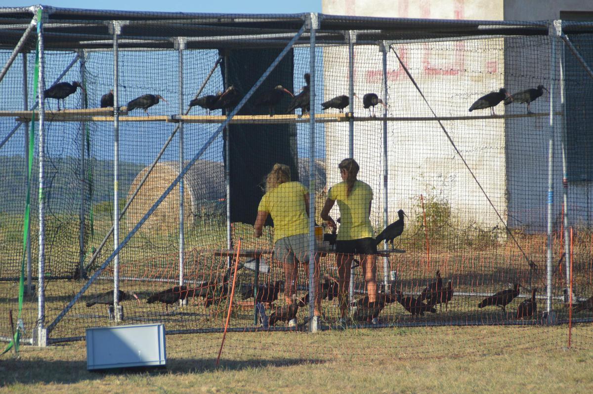 Els ocells a les gàbies de repòs instal·lades expressament a cada etapa