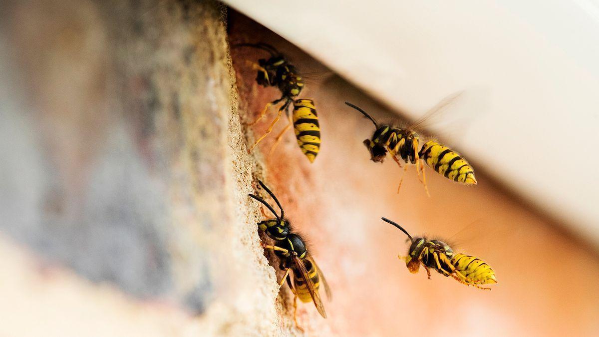 Las tres plantas que &#039;cazan&#039; avispas e impiden que entren en nuestro hogar