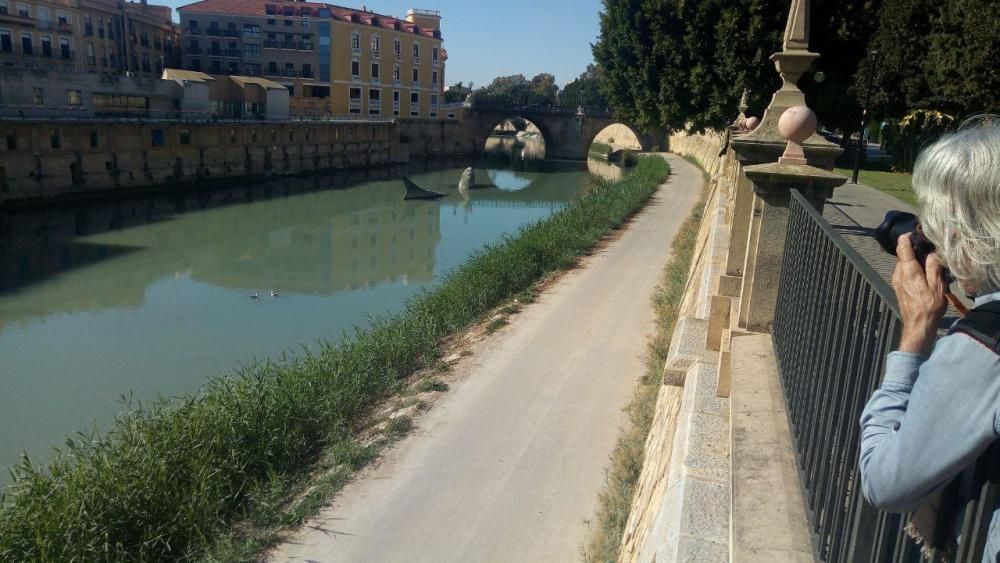 El río Segura a su paso por Murcia