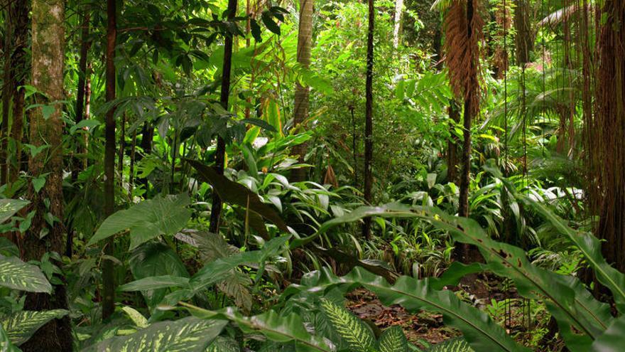 Vegetación en un bosque de Queensland (Australia).