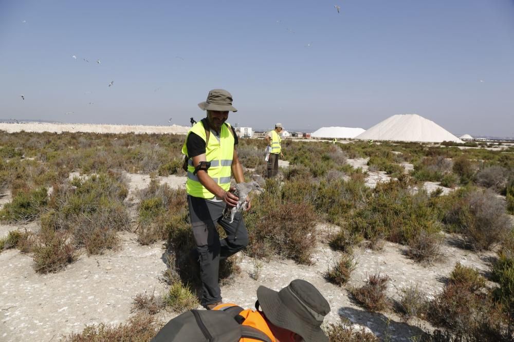 El Ayuntamiento de Torrevieja y la Conselleria de Medio Ambiente realizaron el anillamiento anual de la colonia de gaviotas establecida en el saladar de la laguna de Torrevieja con la ayuda de 30 volu