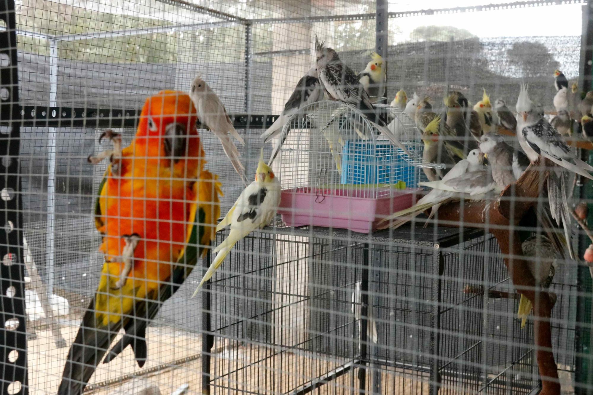 Crit d'ajuda de la protectora gironina Ave Fénix amb 300 aus exòtiques