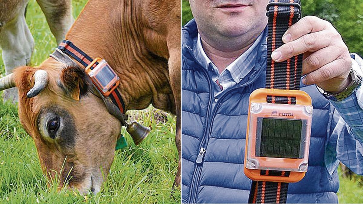 Detalle del collar en una de sus vacas, y a la derecha, el ganadero muestra uno de los dispositivos.