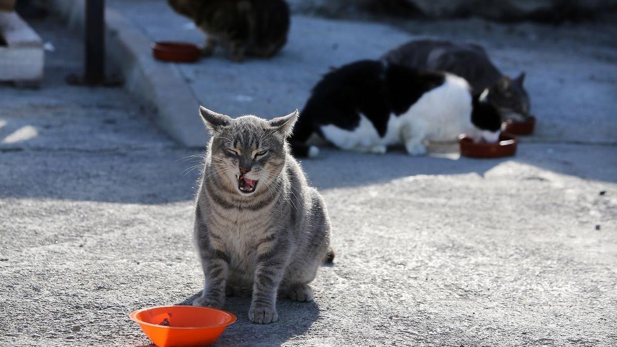 Una colonia de gatos.