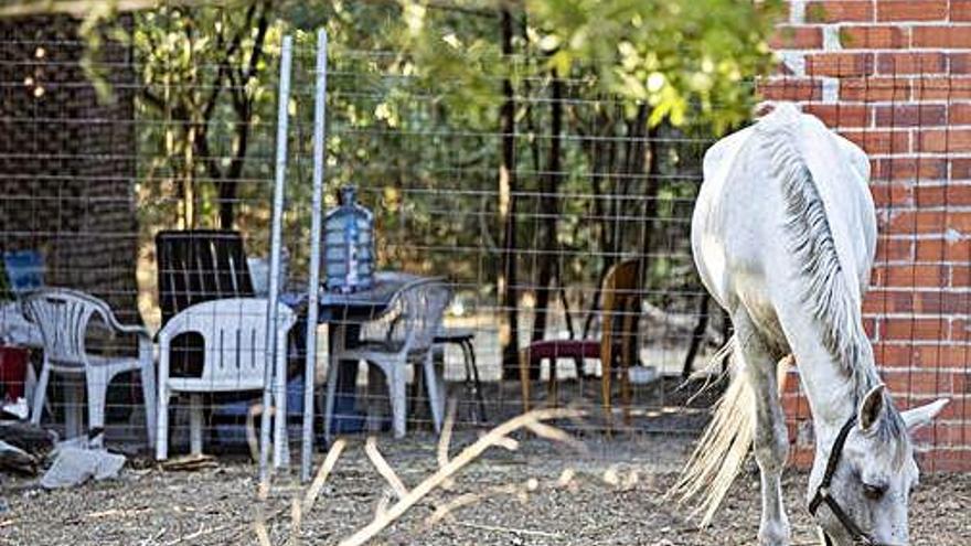 Alguns dels animals que habiten a la finca ocupada.