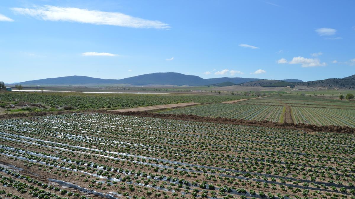 Superficies de nuevos regadíos sobre antiguas tierras de huerta tradicional.